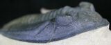 Zlichovaspis Trilobite - Great Eye Facets #27568-3